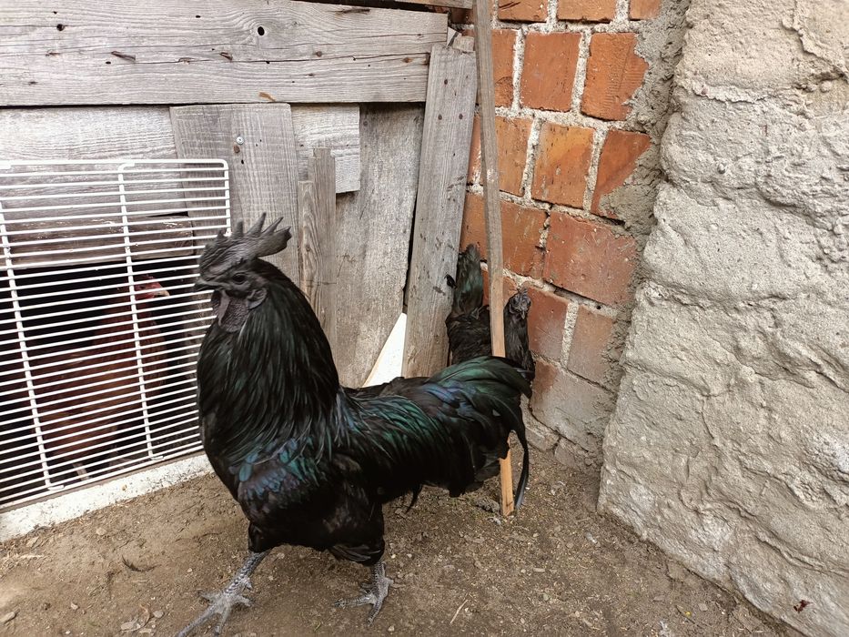 Ayam cemani  kury ozdobne 2026r