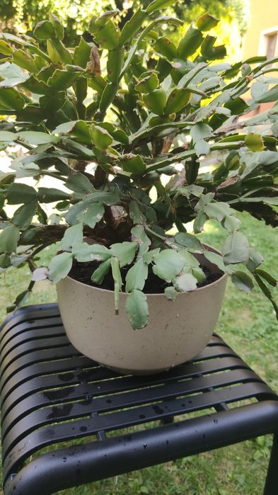 Oddam dużego "grudnika"