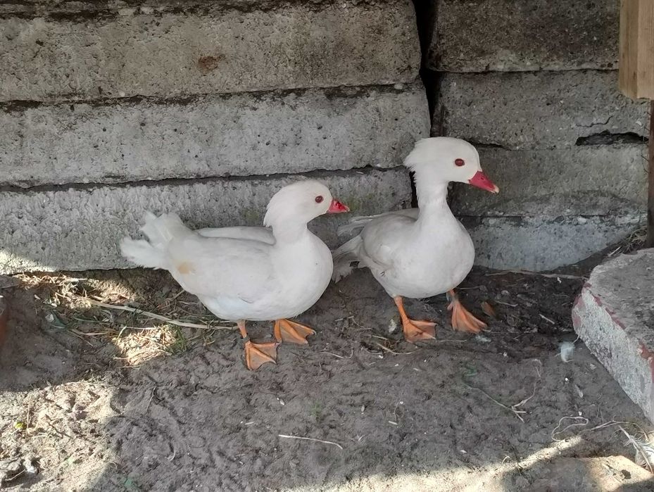 Gołębie i kaczki mandarynki