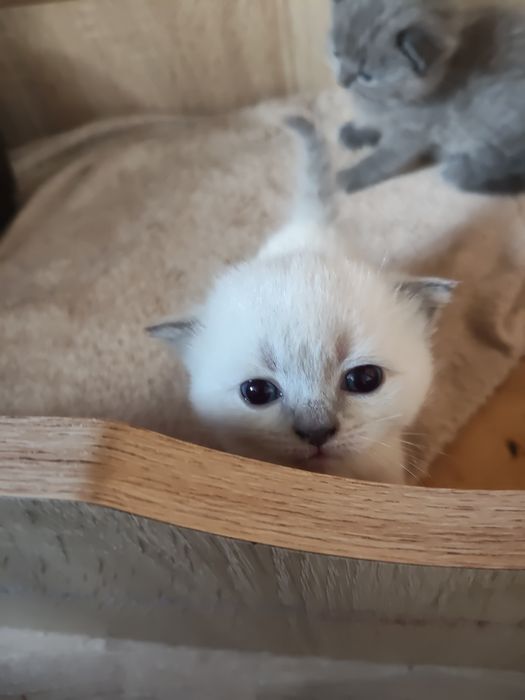 Котики прямовухі