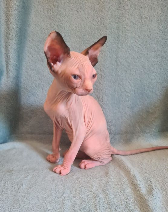 Gatinha sphynx bebé