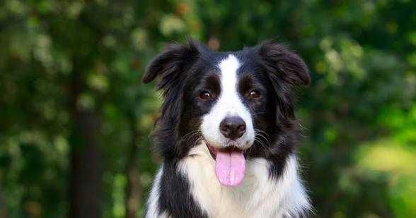 Border Collie disponibilidade para cruzas