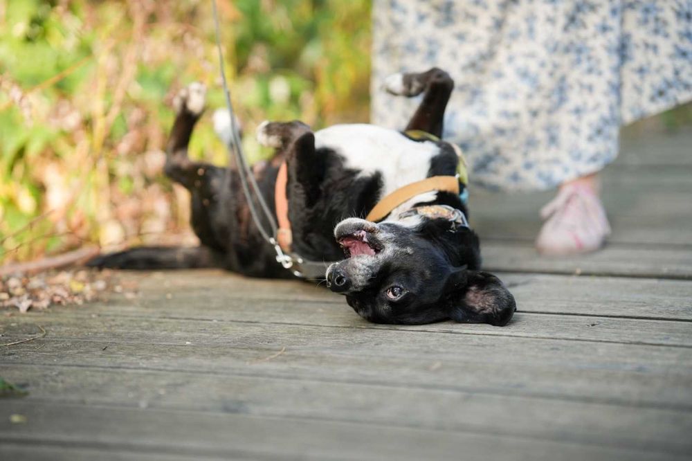Cudowny Kubuś bardzo prosi o dom