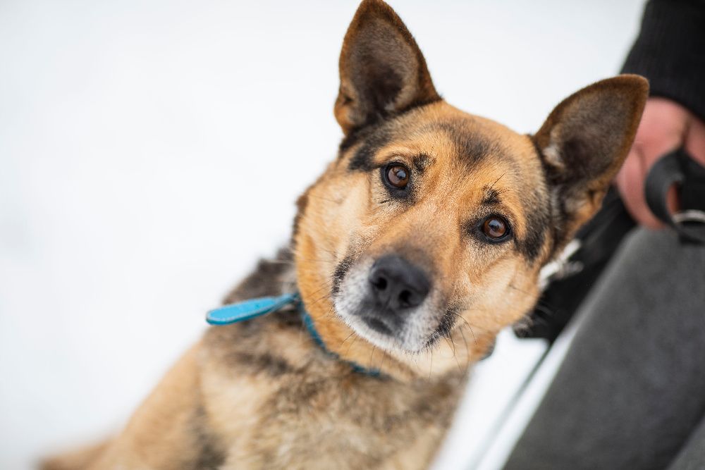 Przyjazny LOGAN szuka domu