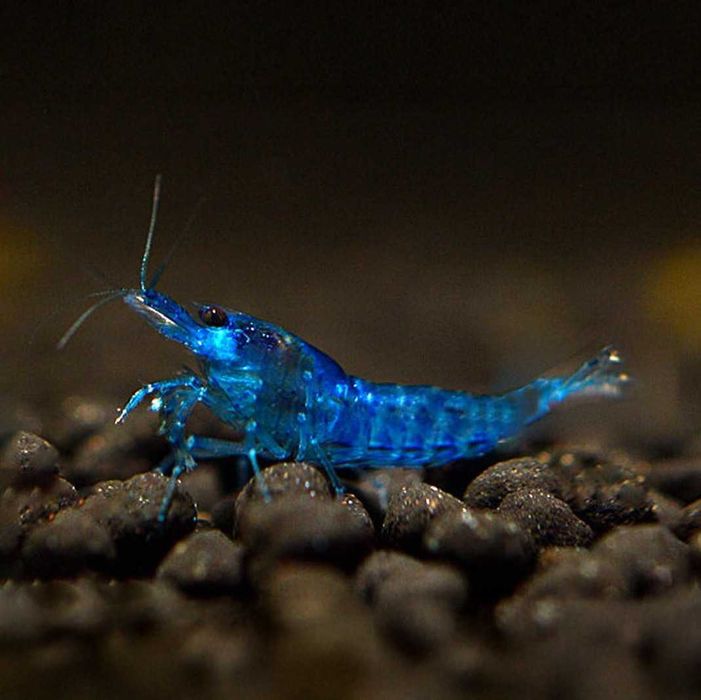 [Promoção] Neocaridinas Green,Fire, Orange, Yellow, Blue e jellys