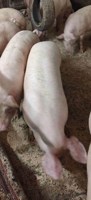 Tuczniki,świnie sprzedam