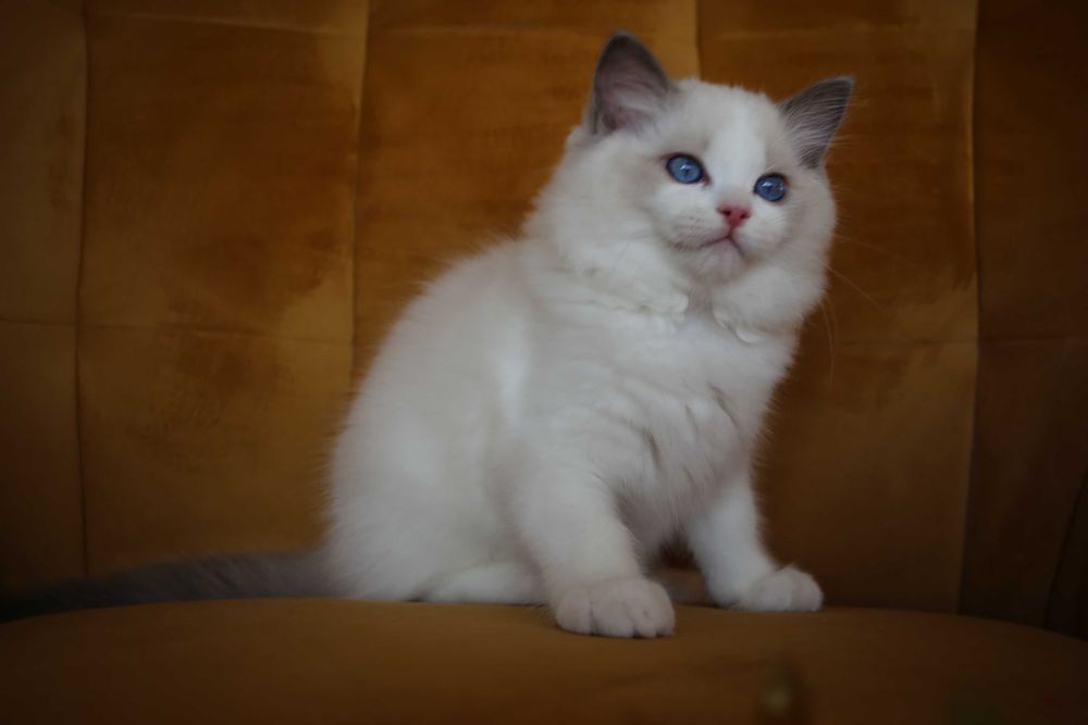 Ragdoll kocurek Wedel
