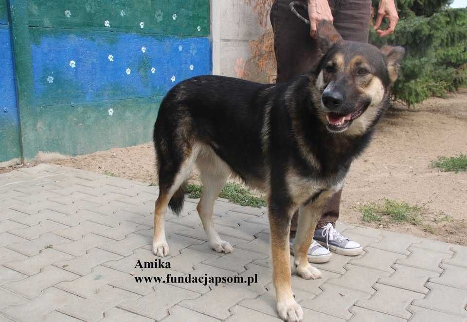 Amika, przyjaciółka wilczyca