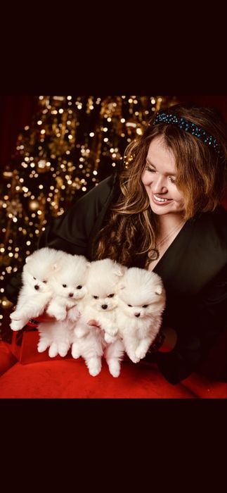 VIP цуценята дівчата і хлопчик - померанські шпіци в типі ведмежатко