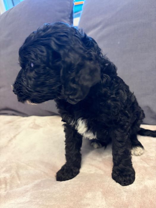 Labradoodle ostatni piesek