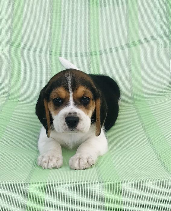 Beagle Tricolor! Wybitne z rodowodem.