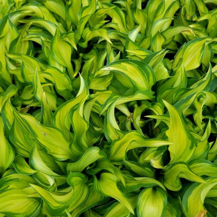 Funkia Hosta 'Lakeside Little Tuft' W DONICZCE 2.0L, Miniaturowa,