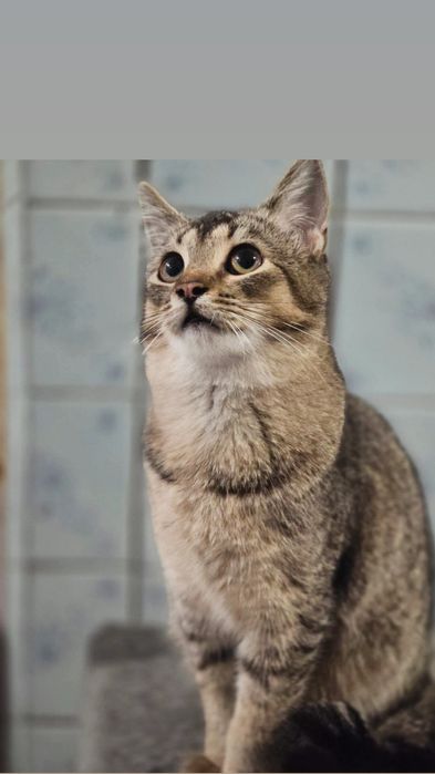 Отдам котенка лесного окраса, мальчик, 5 месяцев