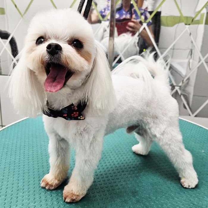 Strzyżenie psów i kotów. Groomer Częstochowa.