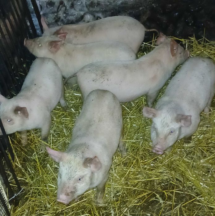 Продаються поросята