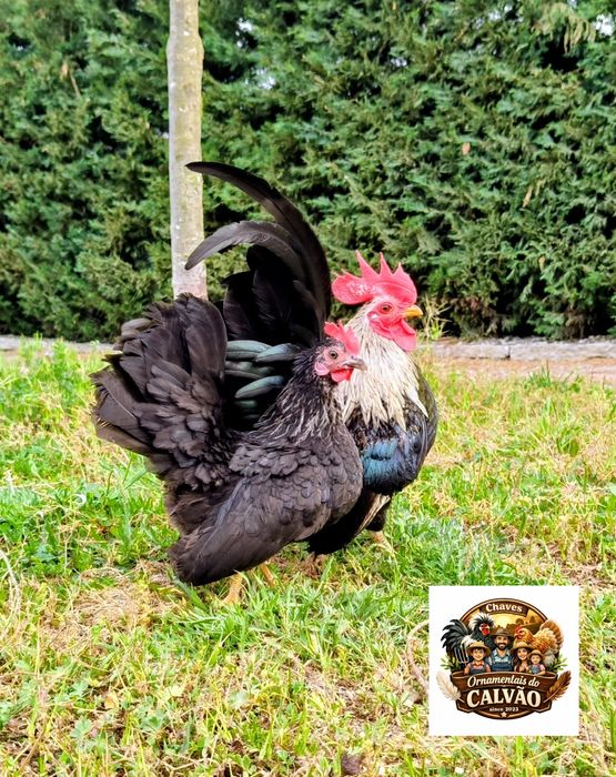 Seramas Galo e Galinha casal