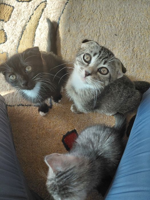 продам чудових висловухих кошенят