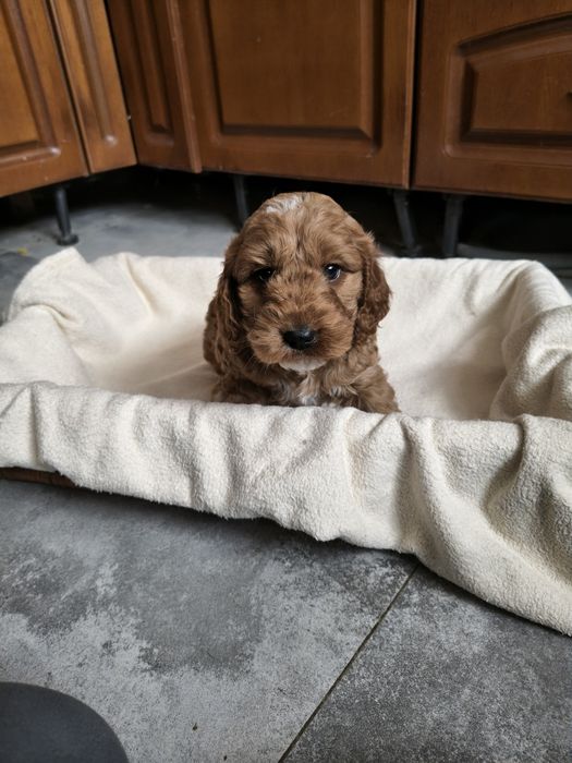 Cockapoo/chłopczyk Astor/ Cocker spaniel angielski/Pudel miniaturowy