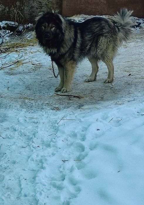 Кобель Кавказець для в'язки