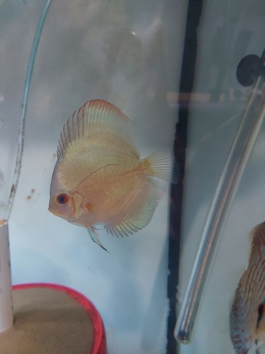 Продаж дискусів.Власного розведення,на міні розводні ДИСКУС-ІФ.