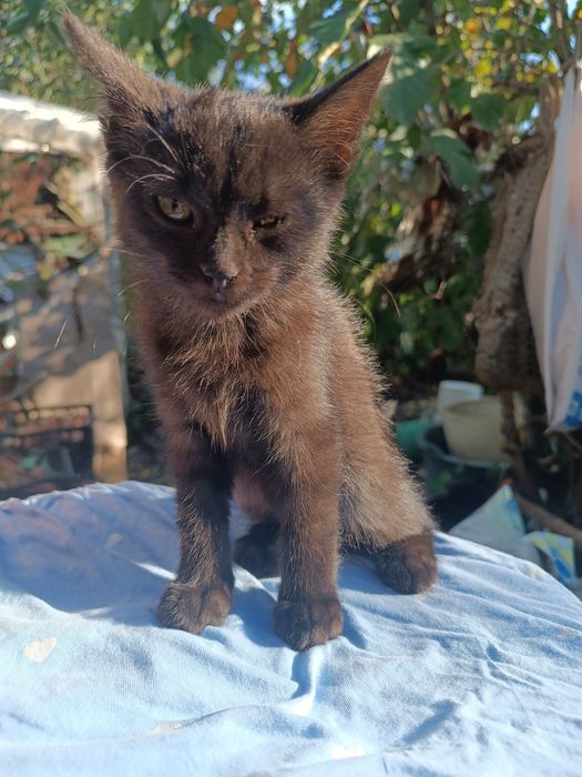 Кошенята віддам в добрі руки