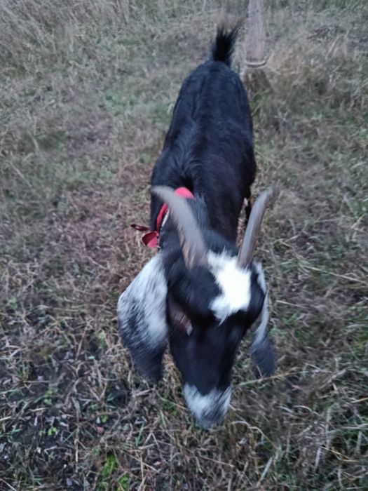 Продам добру козу.