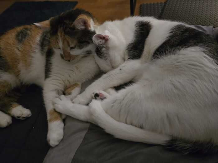 Fala i Charlotte - kotki, koty do adopcji