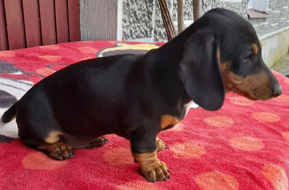 Piesek miniaturowy czarna perełka.