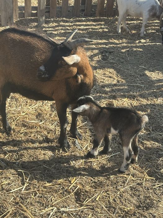 Cabrito anao bebe macho