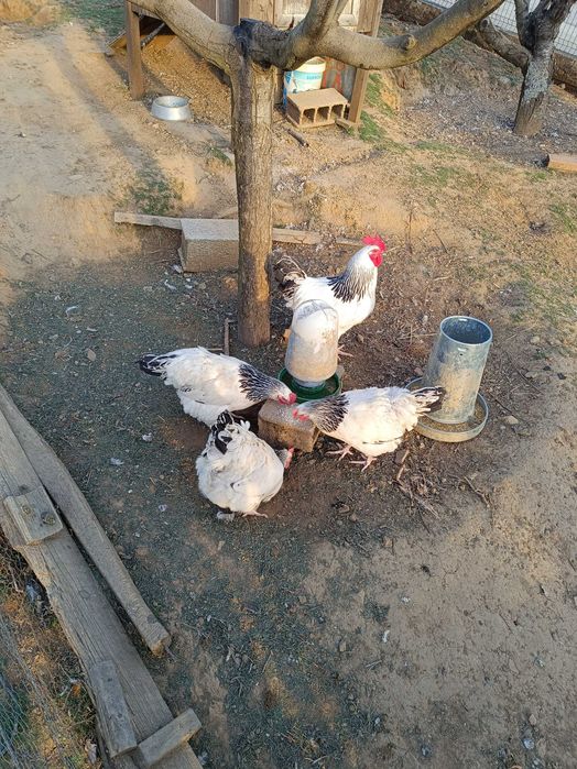 Vendo ovos de galinhas Sussex ligth.