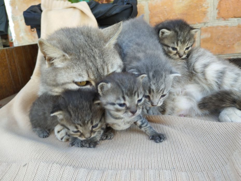 Подарую кошеняток