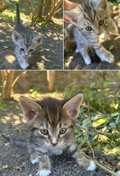 Отдам в хорошие руки котят