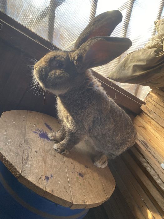 Króliki olbrzym belgijski samiec