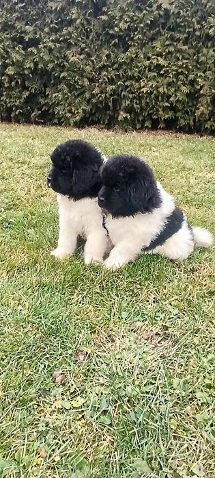 Nowofundland szczenię ZKwP/FCI