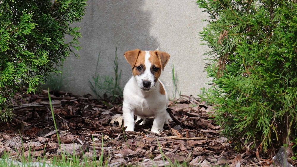 Wspaniały Piesek HEX - Jack Russell Terrier z hodowli "BREFIO"-do odbioru