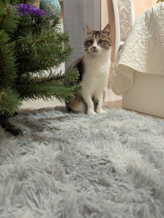 Киця Хлоя шукає дім Київ та область/ Україна/ Європа 
Друзі, знову пиш