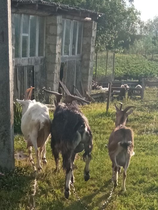 Коза молода, , Козел,