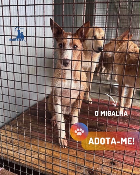 O Migalha - podengo cao de porte medio