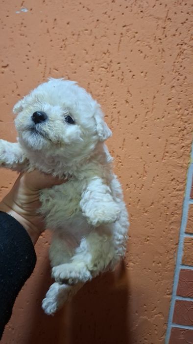 Сладкие зефирки малыши Бишон фризе.