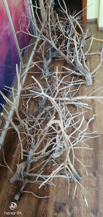 Акваріумні рослини від 3гр. коряги ,камні ,мохи та багато іншого.