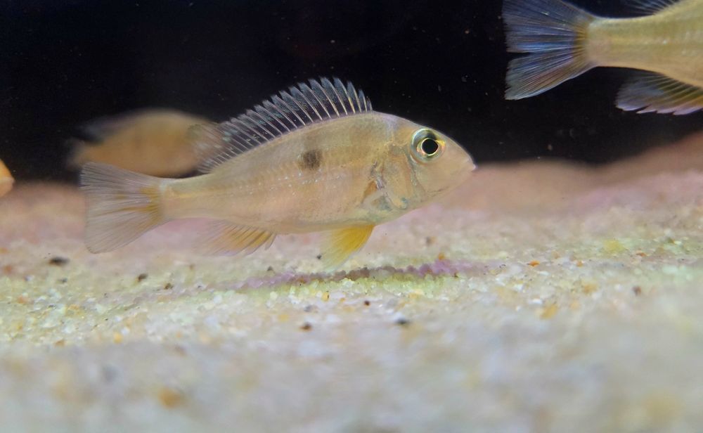 Ziemiojad Orange head tapajos