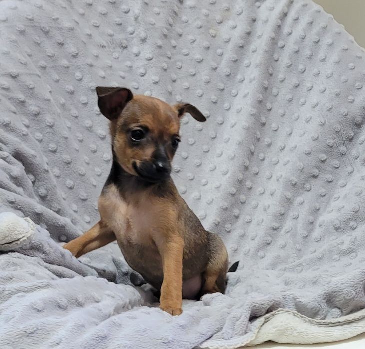 Pinscher miniatura femea