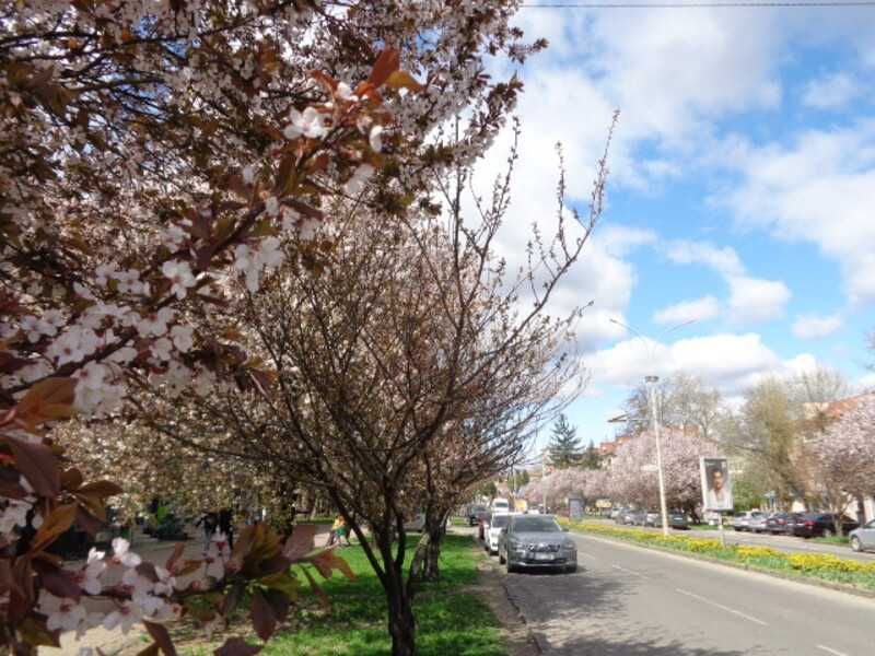 В УжгородІ здам 1к.квартиру напівособнячного типу за 10000грн в тч КП!