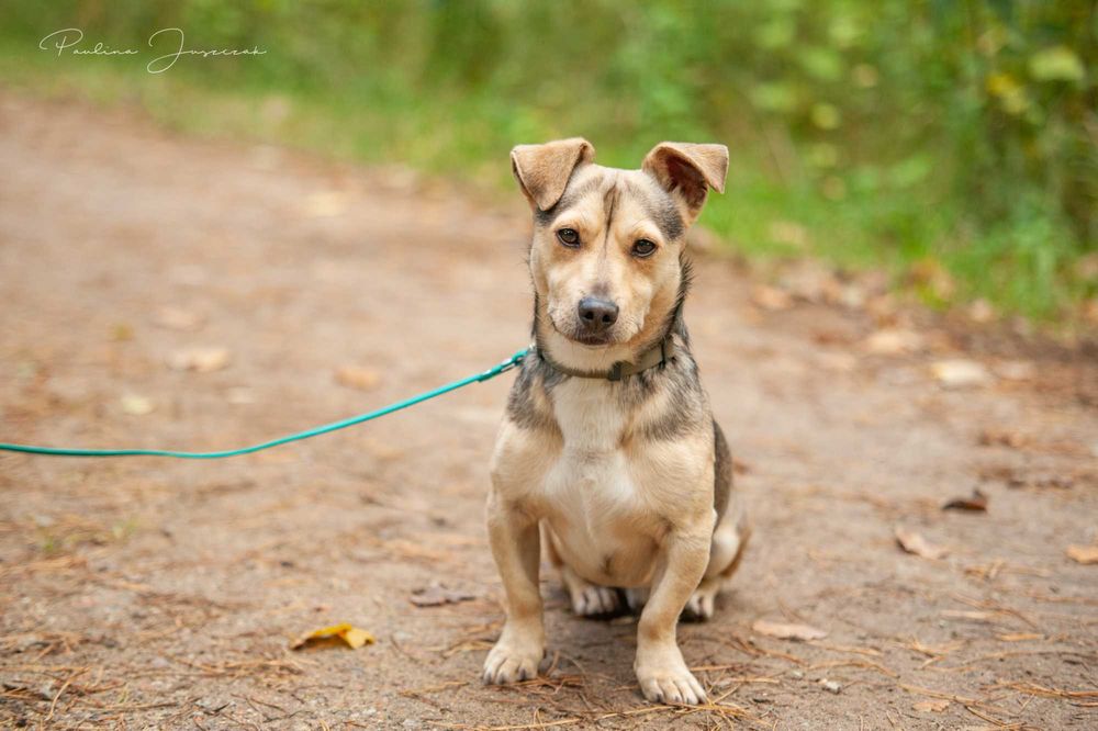 Malutki, słodki Fido marznie w schronisku!