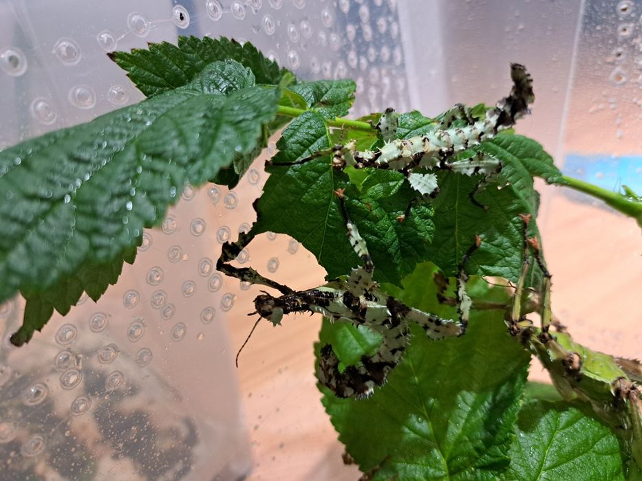 Straszyk australijski / Extatosoma tiaratum