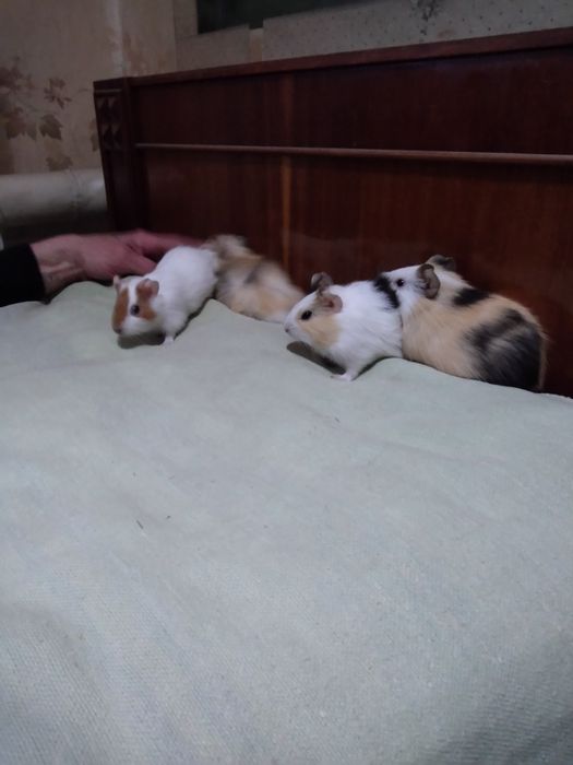 Продам морских свинок