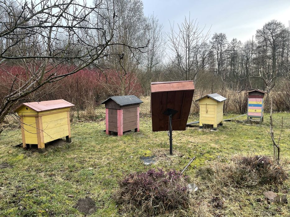 Sprzedam ule z pszczołami