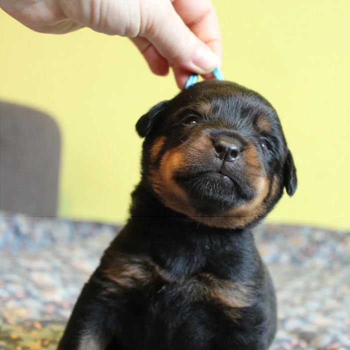 Цуцики ротвейлера