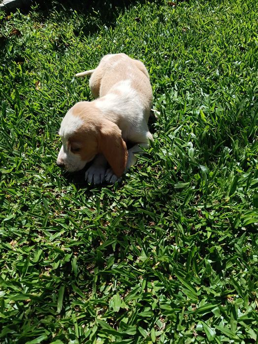 Beagle  macho bicolor