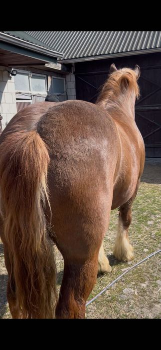 Sprzedam klacz zimnokrwista